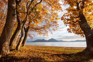 View of Lake Toya, framed by autumn trees in the evening, and volcanic island in the middle of the lake, Abuta, Hokkaido, Japan, Asia - RHPLF28709