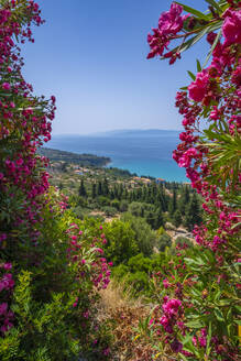 View of olive groves and coastline near Lourdata, Kefalonia, Ionian Islands, Greek Islands, Greece, Europe - RHPLF28770
