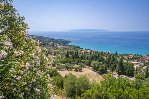View of olive groves and coastline near Lourdata, Kefalonia, Ionian Islands, Greek Islands, Greece, Europe - RHPLF28771