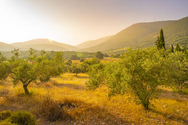 View of olive groves near Poulata, Kefalonia, Ionian Islands, Greek Islands, Greece, Europe - RHPLF28833