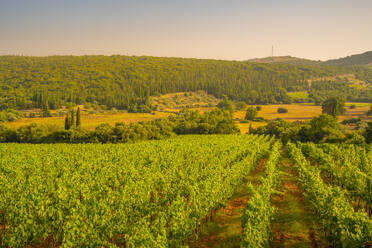 View of vineyards near Poulata, Kefalonia, Ionian Islands, Greek Islands, Greece, Europe - RHPLF28834