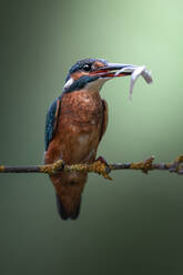 Adorable wild kingfisher with colorful plumage sitting on thin twig of plant with fish in beak against green background - ADSF48034