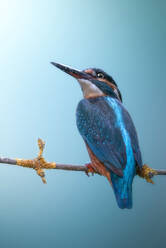 Closeup Kingfisher with colorful feathers on chest sitting on branch isolated on blue background - ADSF48035