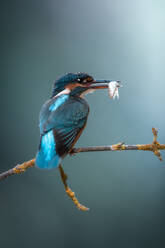 Adorable wild kingfisher with colorful plumage sitting on thin twig of plant with fish in beak against blue background - ADSF48037