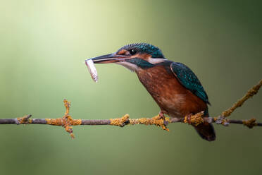 Adorable wild kingfisher with colorful plumage sitting on thin twig of plant with fish in beak against green background - ADSF48038