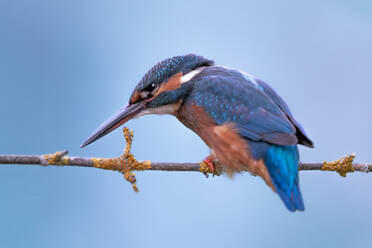 Closeup Kingfisher with orange feathers on chest and blue feathers sitting on branch isolated on blue background - ADSF48039