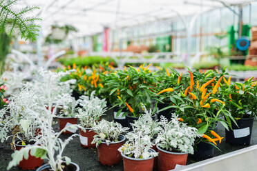 Small orange jalapeno peppers with green leaves and silver lace dusty miller perennial plants growing in clay pots of blurred greenhouse in daylight - ADSF48045