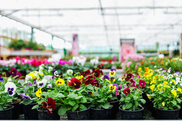 Colorful flowers with green leaves growing in clay pots of blurred greenhouse in daylight - ADSF48046