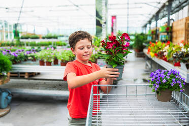 Smiling preteen boy looking down while standing and carrying red flowers green leaves potted plant and putting in trolley of greenhouse - ADSF48047