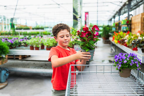 Smiling preteen boy looking down while standing and carrying red flowers green leaves potted plant and putting in trolley of greenhouse - ADSF48047