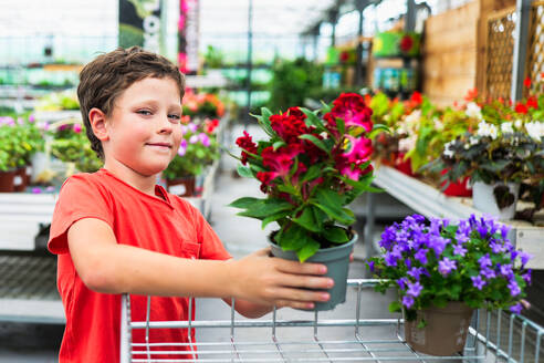 Smiling preteen boy looking at camera while standing and carrying red flowers green leaves potted plant and putting in trolley of greenhouse - ADSF48048