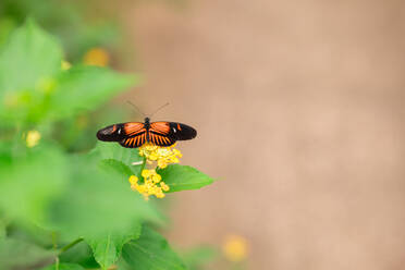 High angle of black and orange butterfly sitting on yellow flower over blurred background in nature - ADSF48051