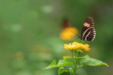 Side view of black butterfly with orange and white patches sitting on yellow flower over blurred background in nature - ADSF48052