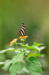 Side view of white and brown butterfly with sitting on yellow flower over blurred background - ADSF48053