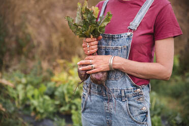 Woman wearing bib overalls holding common beets in orchard - PCLF00800