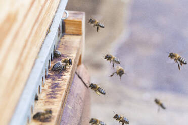 Honey bees flying near beehive - PCLF00814