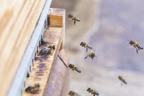 Honigbienen fliegen in der Nähe des Bienenstocks - PCLF00814