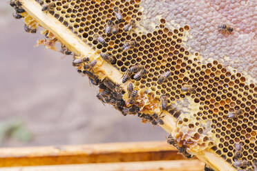 Honigbienen mit Bienenwachs auf Waben - PCLF00815