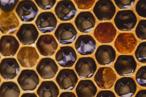 Gemusterte Waben mit Bienenwachs und Honigbienen - PCLF00819