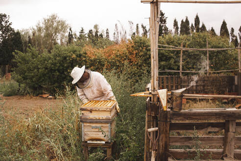 Imker bei der Arbeit am Bienenstock im Bienenhaus - PCLF00821