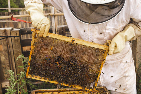 Imker mit Schutzanzug hält Bienenstockrahmen im Bienenhaus - PCLF00822