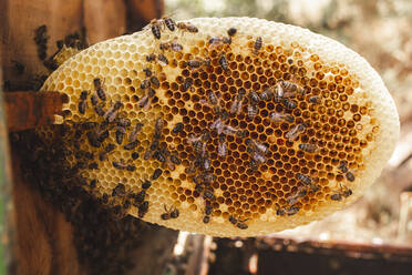 Sechseckige Wabe mit Honigbienen - PCLF00826