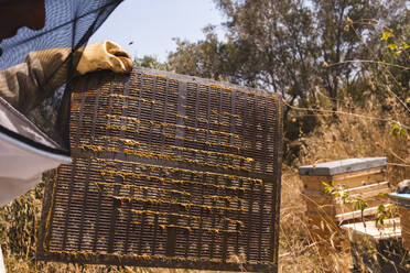Imker mit Schutzhandschuh hält Bienenstockrahmen im Bienenhaus - PCLF00829