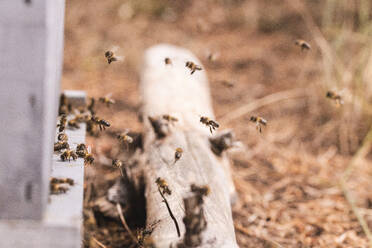 Honeybees flying near beehive in apiary - PCLF00830