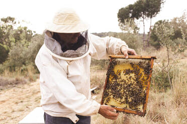 Beekeeper wearing protective suit holding hive frame with honeybees in apiary - PCLF00833