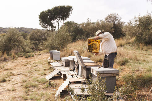 Imker mit Schutzanzug hält Bienenstockrahmen im Bienenhaus - PCLF00834