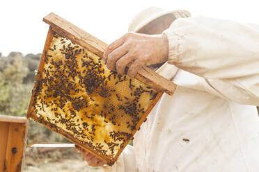 Beekeeper wearing protective suit holding hive frame with honey bees in apiary - PCLF00835