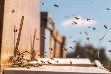 Honigbienen fliegen in der Nähe eines hölzernen Bienenstocks im Bienenhaus - PCLF00836