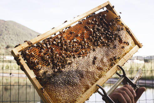 Hand eines Imkers, der einen Bienenstock mit Honigwaben unter dem Himmel hält - PCLF00839