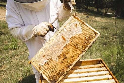Imker in Arbeitsschutzkleidung bei der Arbeit mit Bienenstockrahmen im Bienenhaus - PCLF00840