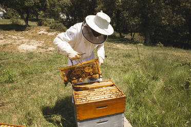 Imker mit Schutzanzug bei der Arbeit mit dem Bienenstockrahmen an einem sonnigen Tag - PCLF00841
