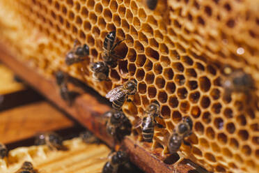 Honigwabe mit Bienen und Bienenwachs - PCLF00843