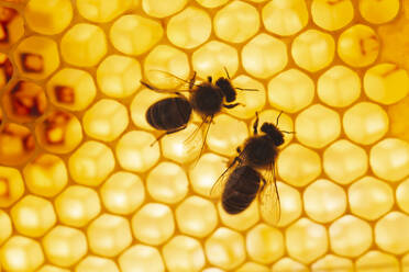 Honigbienen, die auf einer sechseckigen Wabe sitzen - PCLF00844
