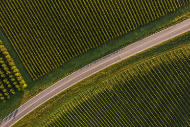 Deutschland, Baden-Württemberg, Luftaufnahme einer leeren Straße, die sich zwischen Weinbergen erstreckt - WDF07413