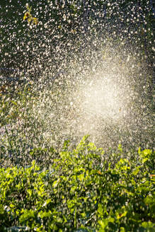 Wasser plätschert auf grünem Busch - NDF01595