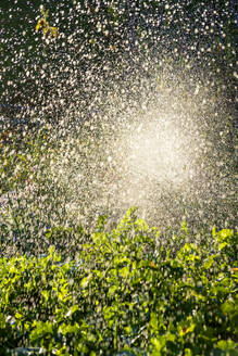 Water splashing on green bush - NDF01595