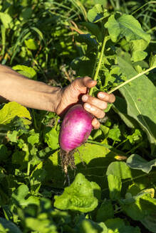 Hand of woman holding freshly harvested beet - NDF01596