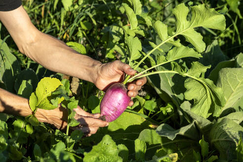 Hands of woman holding freshly harvested beet - NDF01597