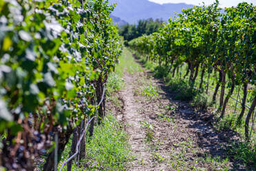 Row of bushes with green leaves on grape plantation against hill in autumn time on Saperavi grape variety of Georgia - ADSF48115