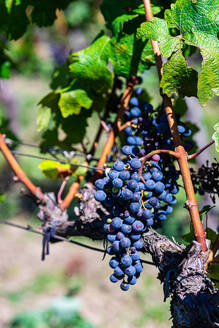 Bunches of fresh grapes growing on vine on blurred background of Saperavi grape variety of Georgia on sunny day - ADSF48116