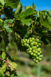 Bunches of fresh grapes growing on vine on blurred background of Saperavi grape variety of Georgia on sunny day - ADSF48118