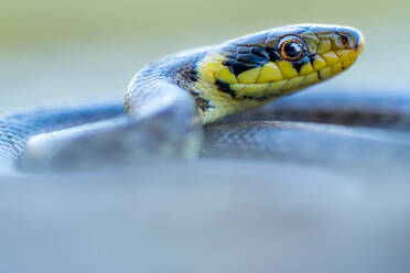 Closeup side view of Aesculapian snake in wild nature on blurred background on summer day - ADSF48128