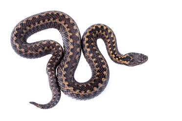 Top view of Vipera seoanei snake with natural pattern crawling on white background - ADSF48129