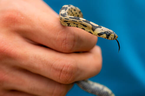 Closeup of hand of anonymous person holding small ladder snake against blue background - ADSF48130