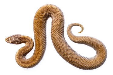 Top view closeup of big Vipera seoanei snake crawling on white background - ADSF48132