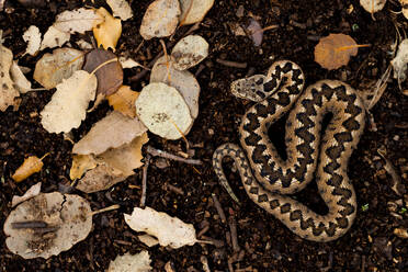 From above closeup of little brown and grey patterned Vipera latastei snake curled over against black background - ADSF48133